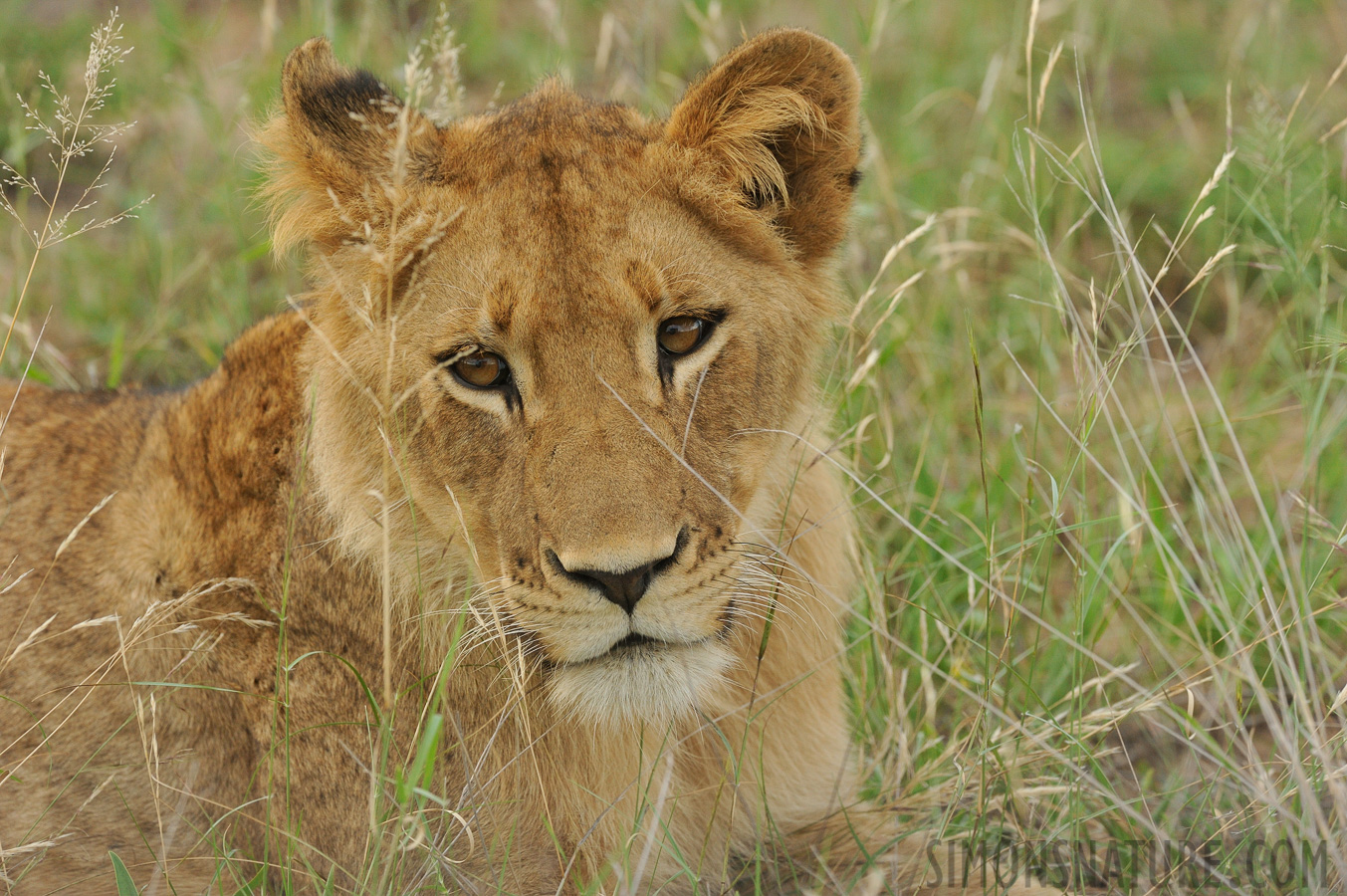 Panthera leo melanochaita [370 mm, 1/640 Sek. bei f / 8.0, ISO 1600]